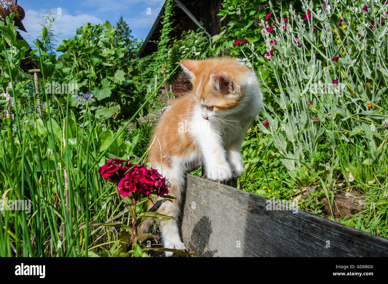 Explorer le monde - un chaton de couleur gingembre sur une ferme de Bavière ! Banque D'Images