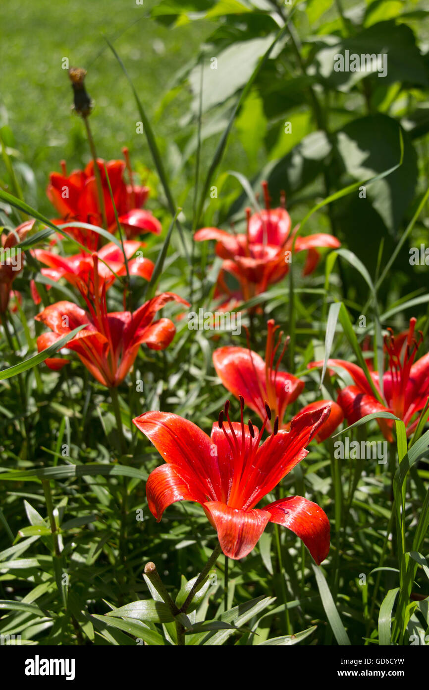 Fleur de lys rouge libre dans le jardin Banque D'Images