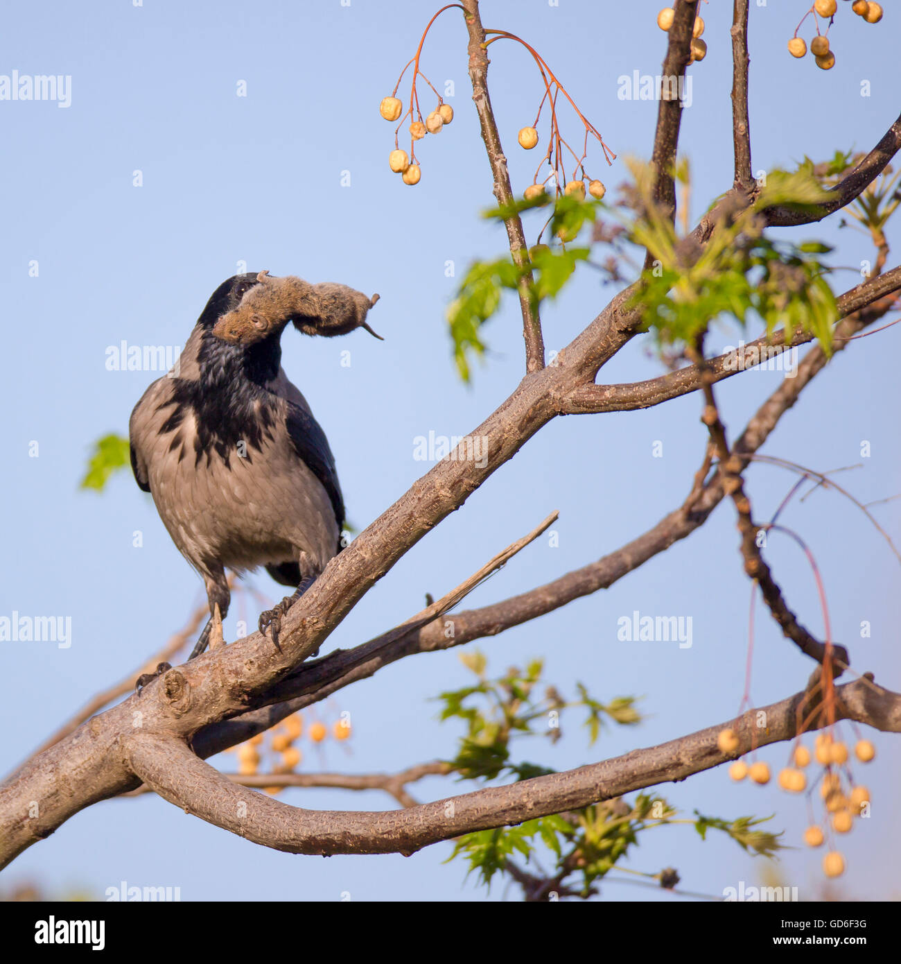 Hooded crow (Corvus cornix) avec une souris dans son projet de loi. Photographié en Israël en mars Banque D'Images
