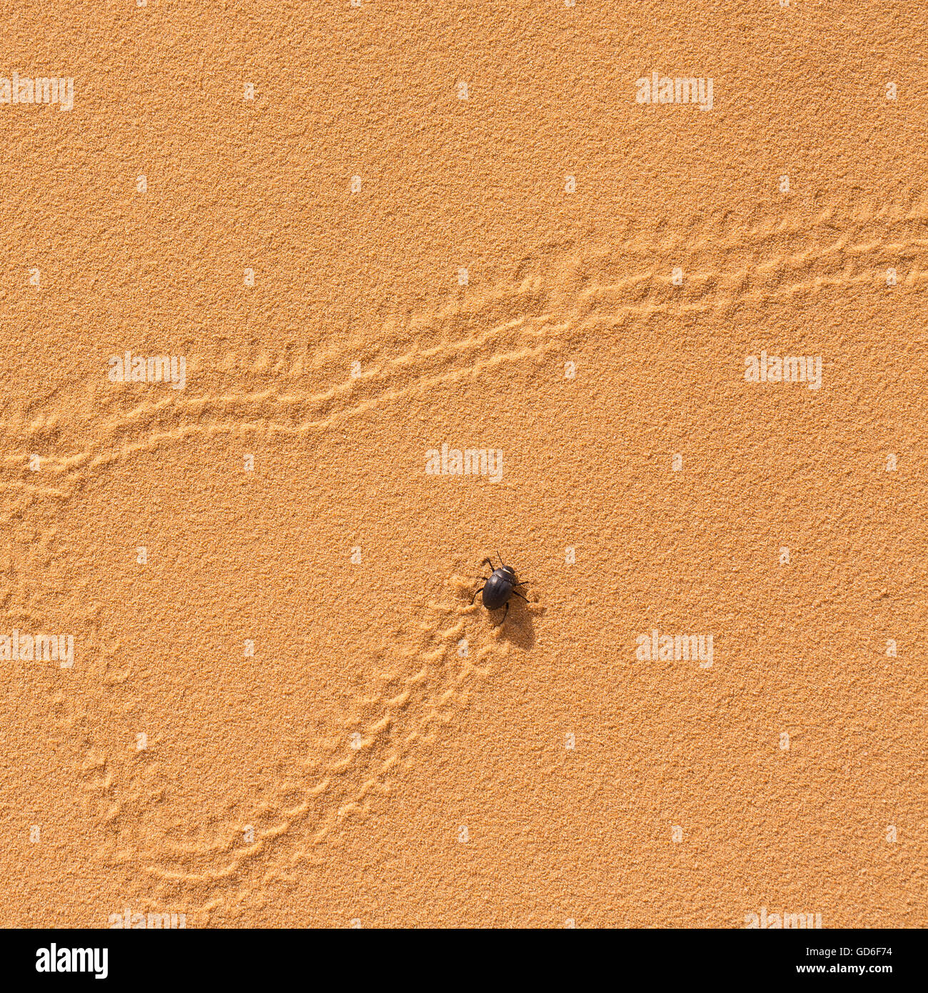 Erodius gibbus (Darkling beetle) laisse des traces sur une dune de sable photographiés en Israël en mars Banque D'Images