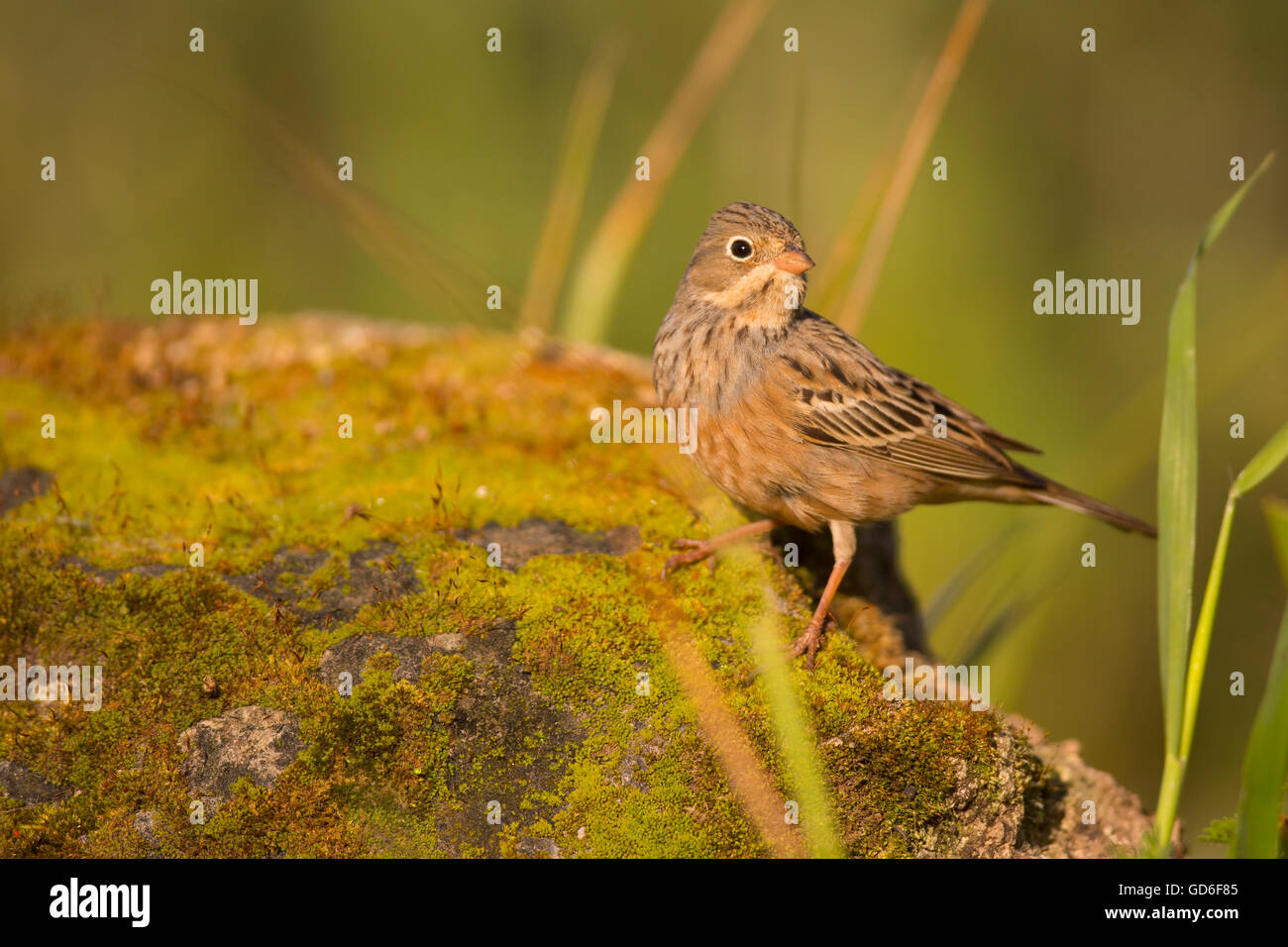 Femme Cretzschmar's (Emberiza caesia) est une espèce de passereau de la famille Emberizidae Bunting, photographié en Israël en Banque D'Images