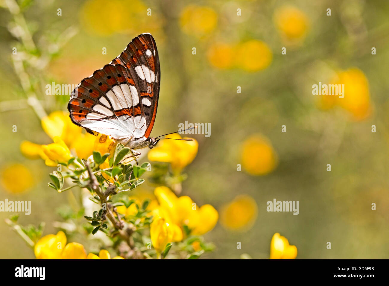 Southern White Admiral Limenitis reducta (papillon). Photographié en Israël en avril - dessous Banque D'Images