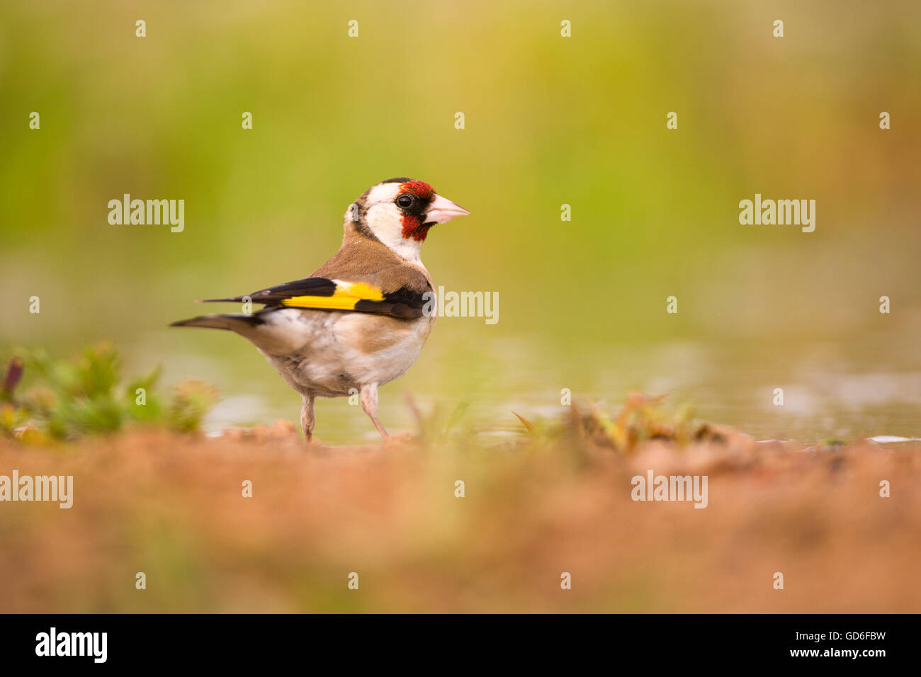 Chardonneret élégant (Carduelis carduelis) en plumage nuptial sur le terrain, photographié en Israël en Avril Banque D'Images