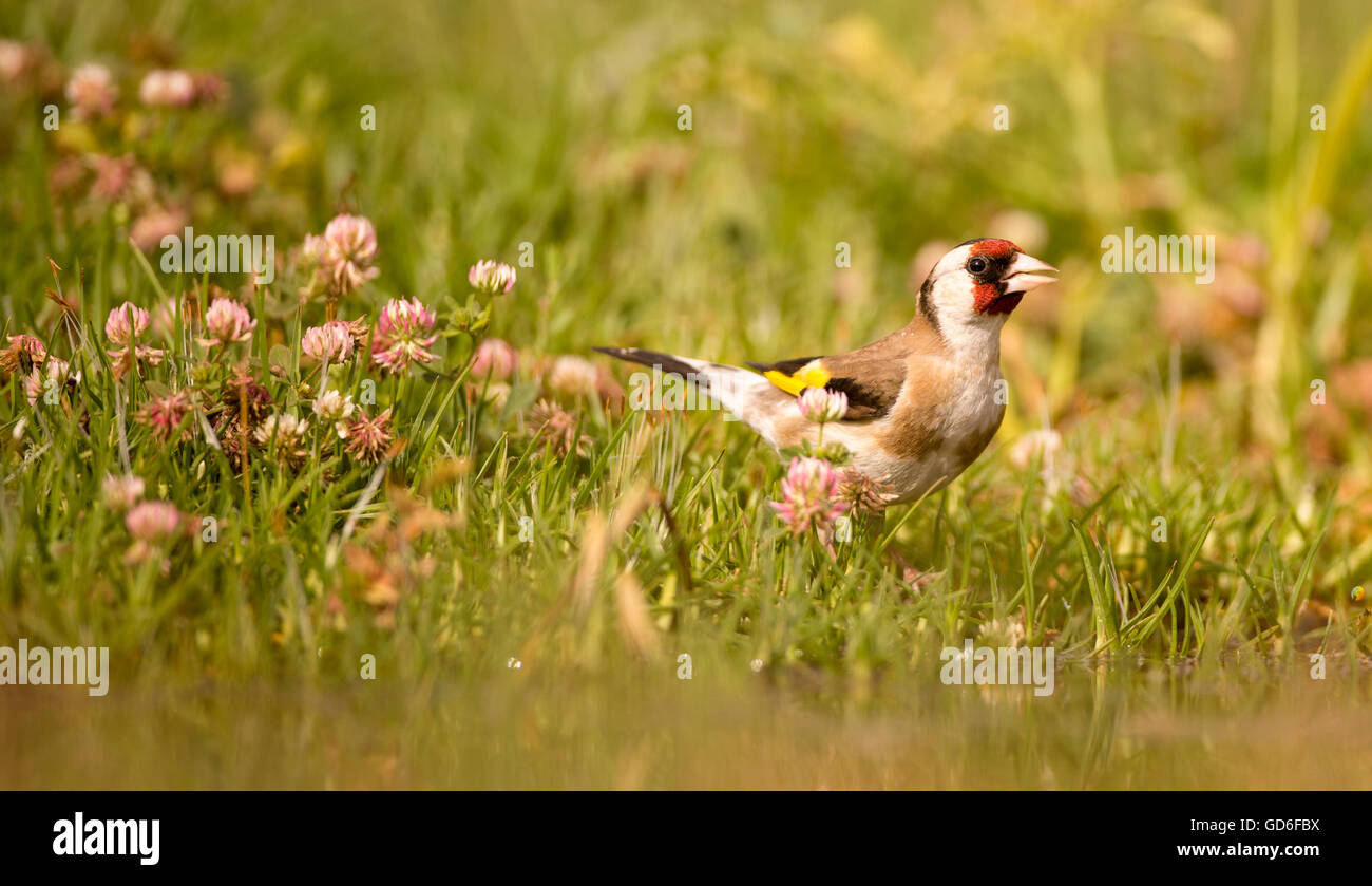 Chardonneret élégant (Carduelis carduelis) en plumage nuptial sur le terrain, photographié en Israël en Avril Banque D'Images