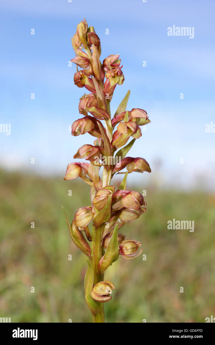 Orchidée grenouille Coeloglossum viride Banque D'Images