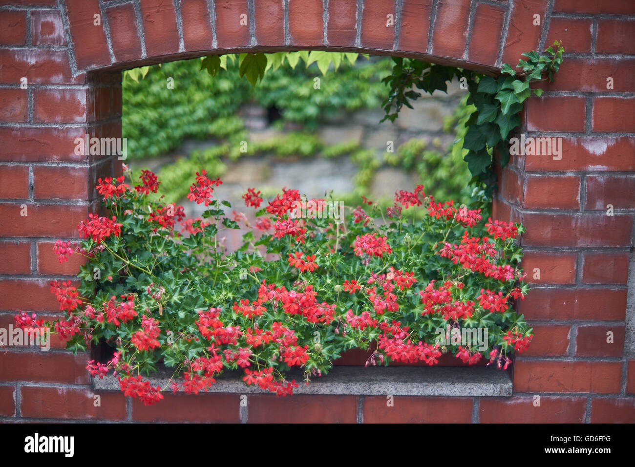 Géraniums fleurs en pots dans l'ancien emplacement de tir de canon Restaurant Fosa Swidnica Schewidnitz Basse Silésie Pologne Banque D'Images