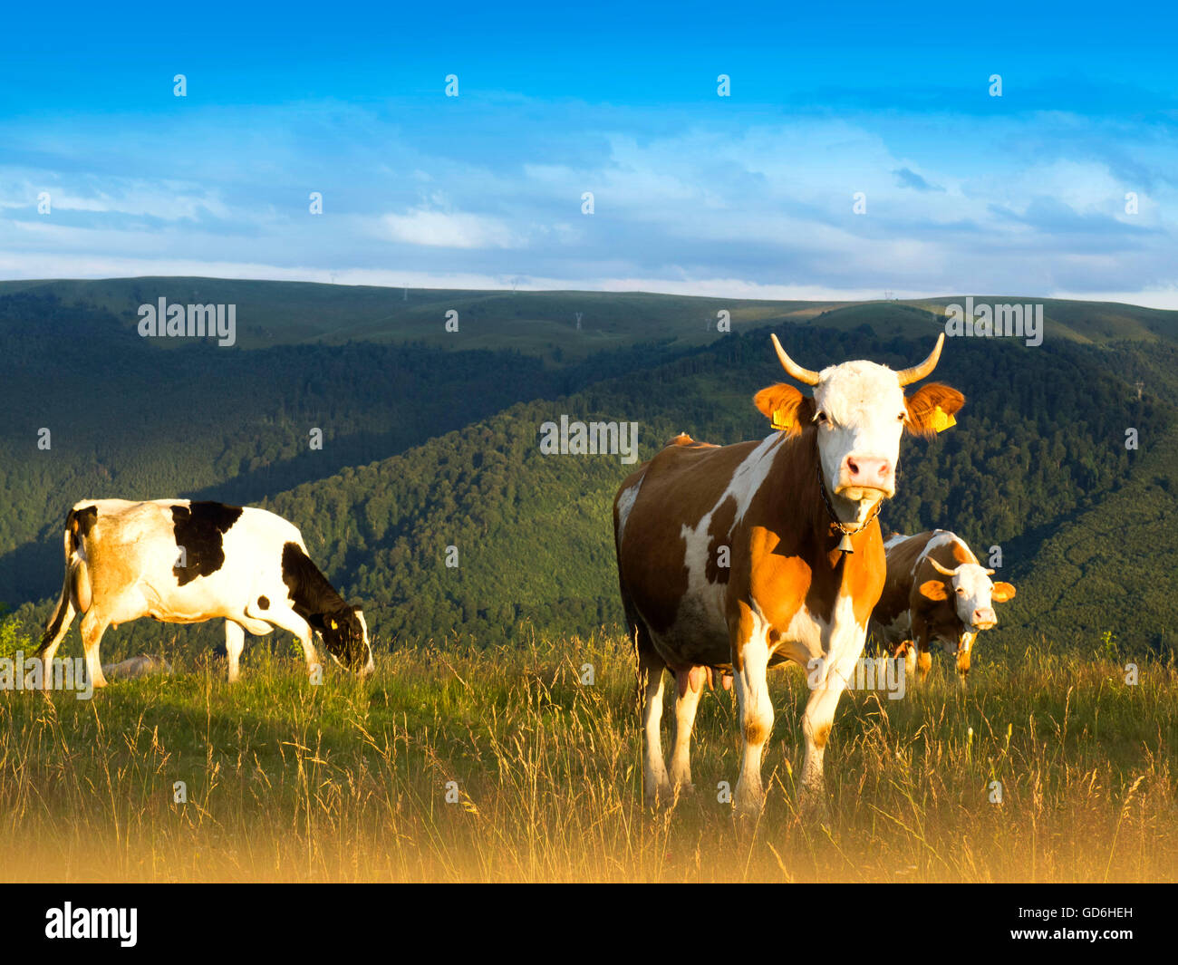 vaches Banque D'Images