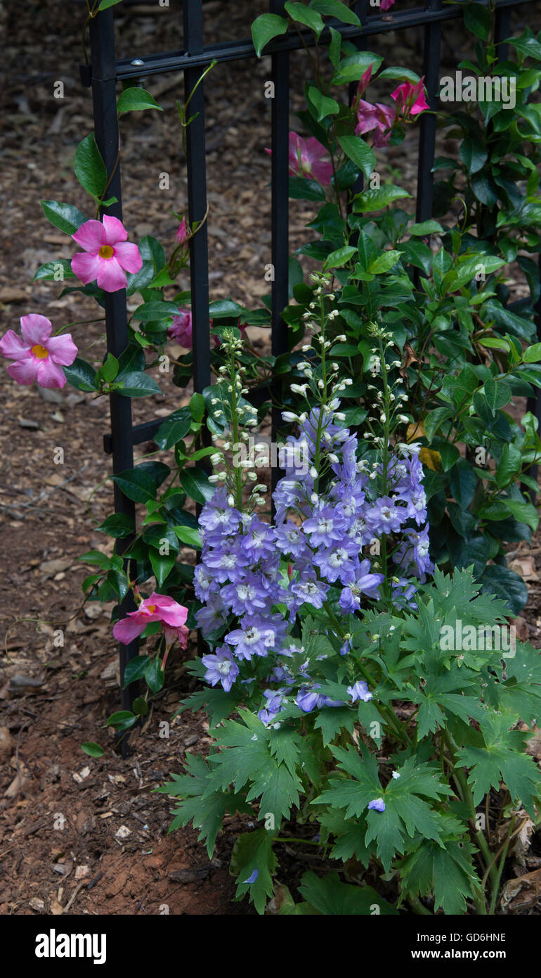 Aurora Delphinium mauve avec Mandevilla vigne, Banque D'Images