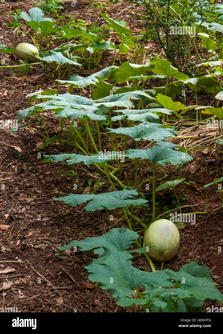 Usine de la courge spaghetti, vigne dans le jardin, Banque D'Images