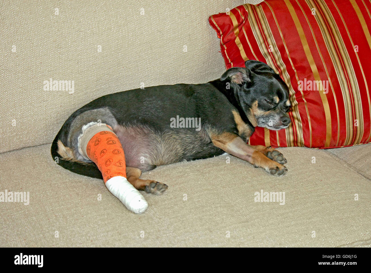 Un chien portant sur une table de traitement après la chirurgie. Banque D'Images Un chien portant sur une table de traitement après la chirurgie. Banque D'Images