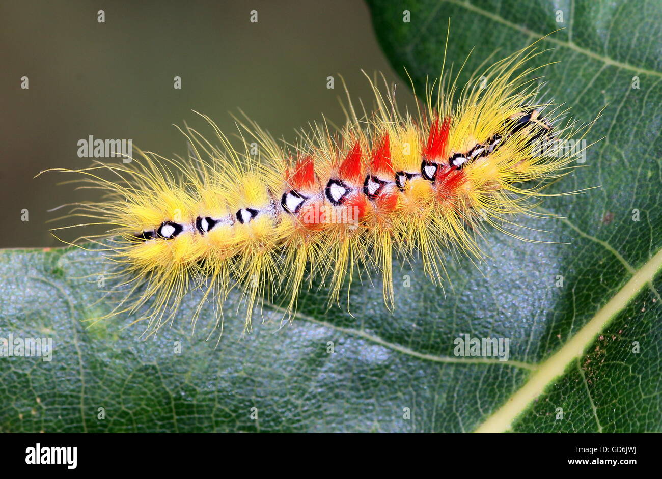 Coloré et exotique de l'Europe de l'ouest de Caterpillar Sycamore (Acronicta aceris), montrant les marques sur l'arrière Banque D'Images