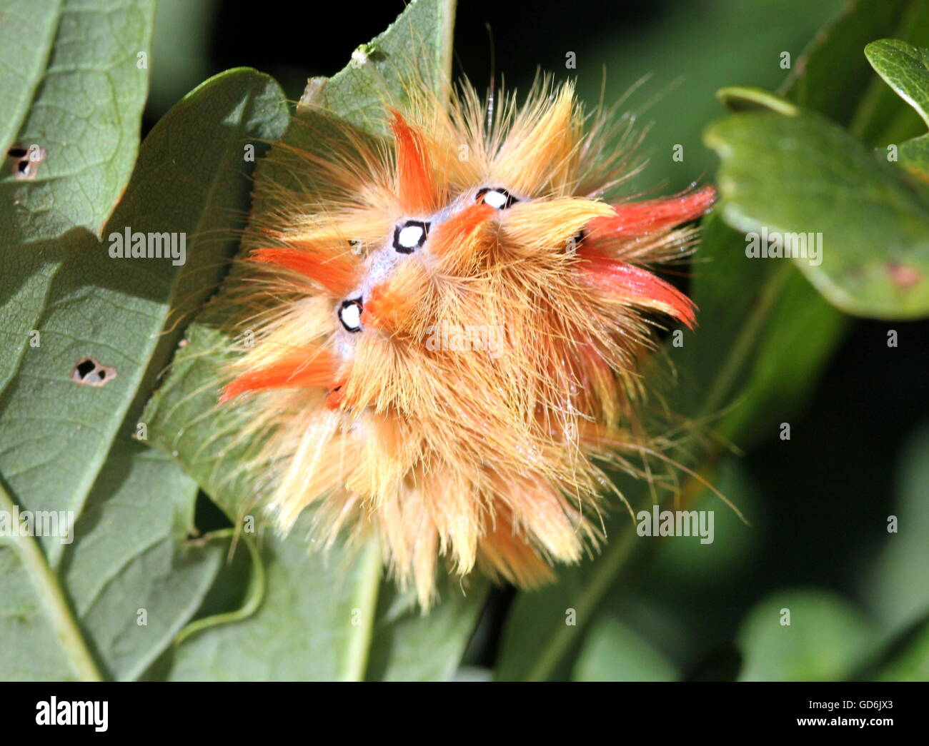 Recroquevillée de l'Europe de l'ouest de Caterpillar Sycamore (Acronicta aceris), une stratégie pour échapper au danger. Banque D'Images