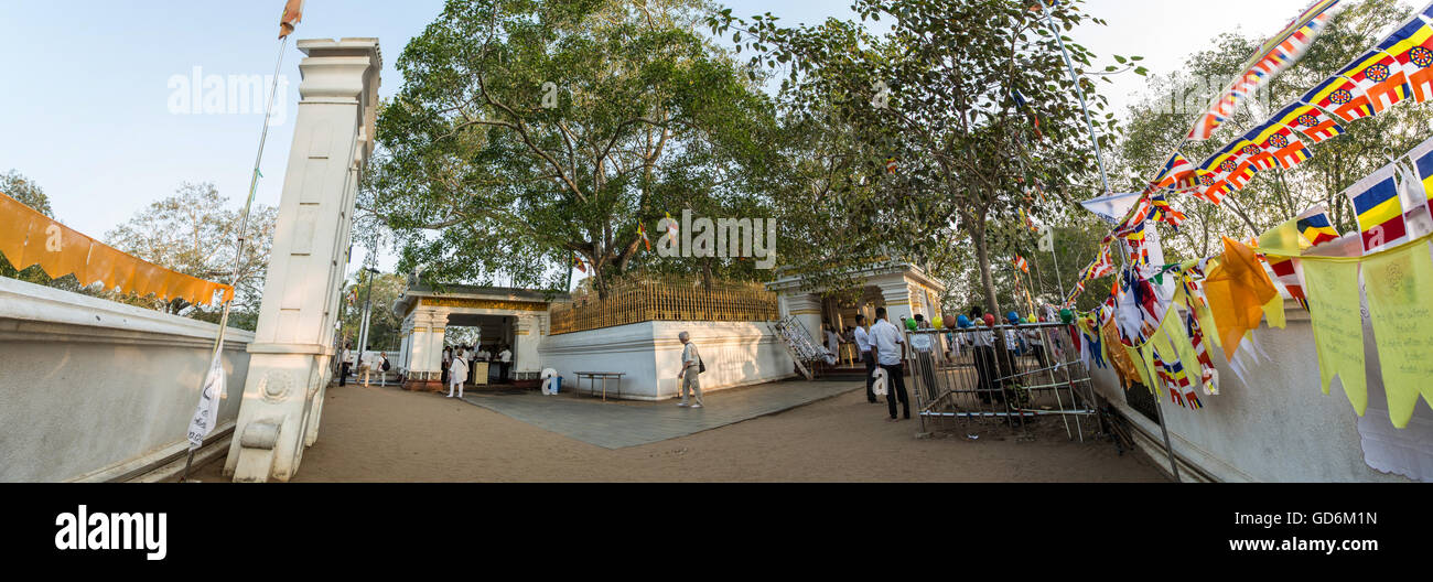 Jaya Sri Maha Bodhi est un figuier sacré dans le Mahamewna Gardens, Anuradhapura, dit d'être une succursale de BuddhaGaya tree, Inde Banque D'Images