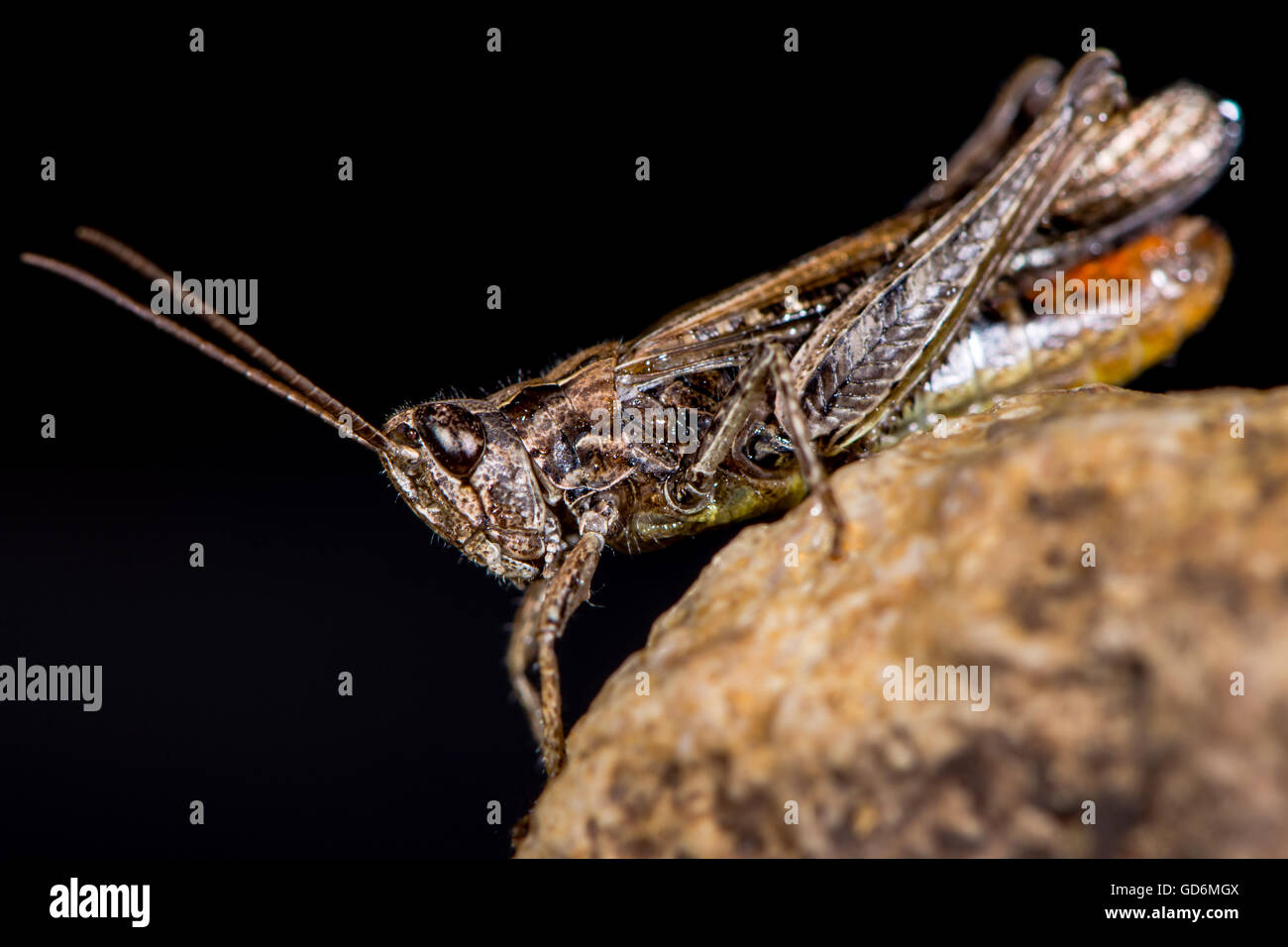 Sauterelle Chorthippus brunneus (champ) avec orange sur l'abdomen. Un insecte ailé en famille Acrididae Banque D'Images