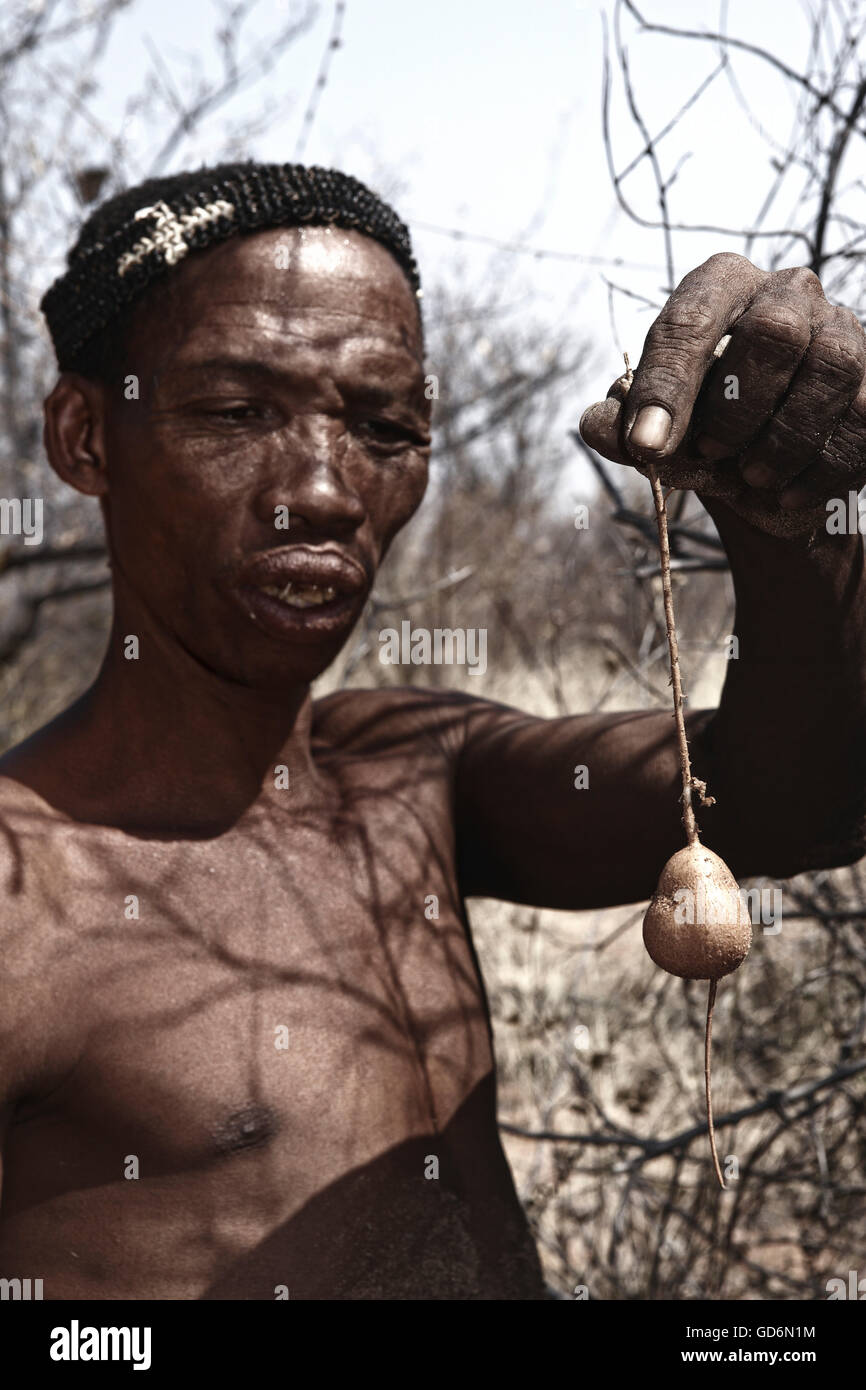 Bushman Naro (San) presser une milkplant Raphionacme burkei (racine) pour l'eau, Central Kalahari, Botswana Banque D'Images