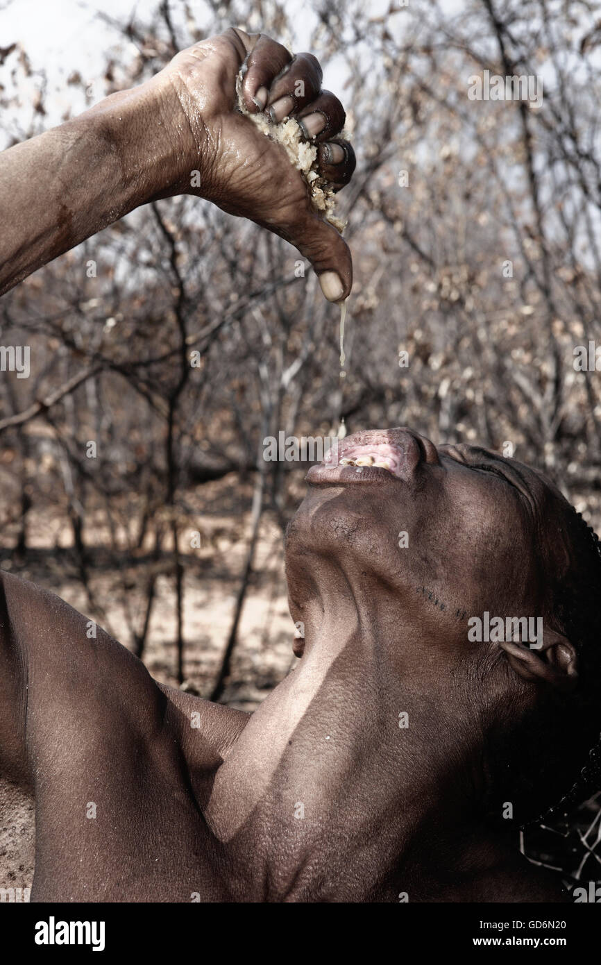 L'homme de la tribu San (Bochimans) de l'eau potable extraite d'une racine de l'eau Banque D'Images