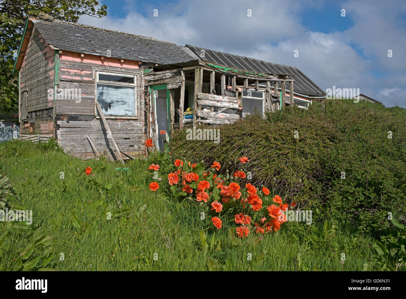 Une fois qu'une habitation en bois maintenant un hangar et jardin négligé sur les îles Orkney Ecosse. 10 575 SCO. Banque D'Images