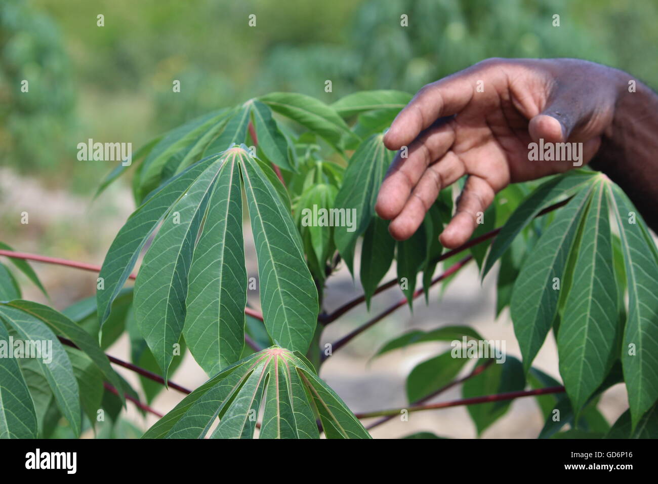 Main d'un local devant les feuilles d'une plante de manioc au Mozambique Banque D'Images