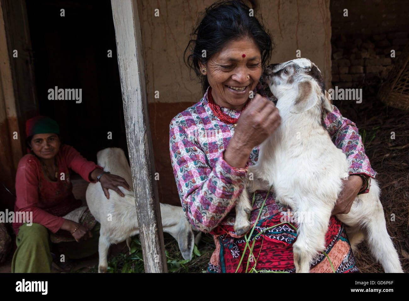 Les bovins ne sont pas seulement des fournisseurs de lait aux gens de Lele, mais sont considérés comme des membres de la famille et aimé autant. Les villageois remercie le monde examine l'aide internationale pour aider l'équipe d'animaux à traiter et de sauvetage cattles animaux dans Lele Village, 16 Kms de Patan. Banque D'Images