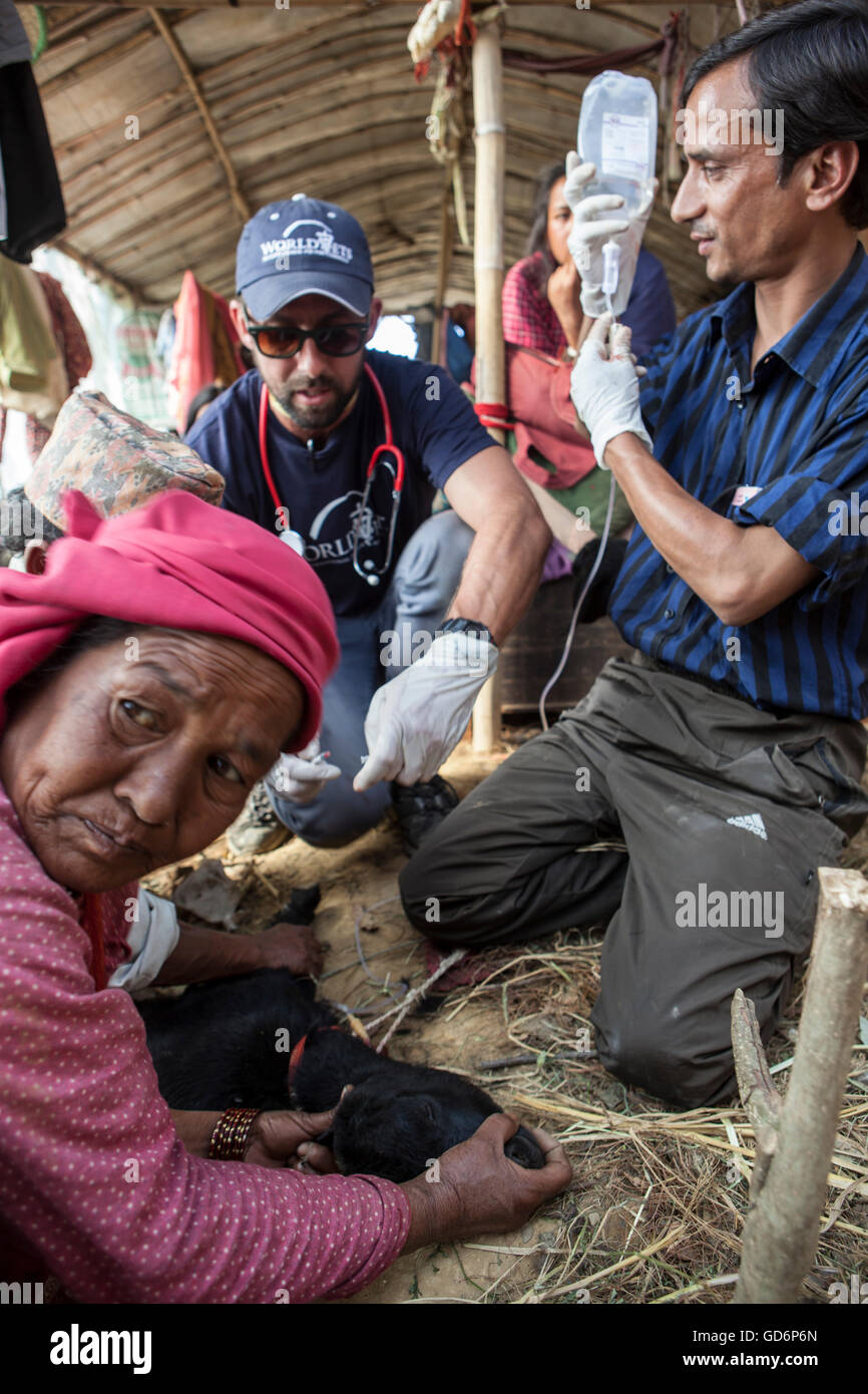 Les vétérinaires du monde l'aide internationale en faveur de l'équipe d'animaux et de sauvetage aide les villageois à traiter les animaux à Lele Village, 16 Kms de Patan. Le Népal. Vérifier ups, perparing et l'injection de médicaments. Ils font du bénévolat avec monde vétérinaires pour protéger les animaux, l'aide en cas de catastrophe en relie Banque D'Images