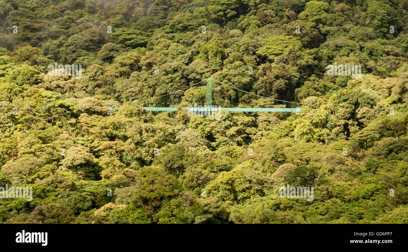 Promenade dans la canopée de la forêt de nuages du Costa Rica Banque D'Images