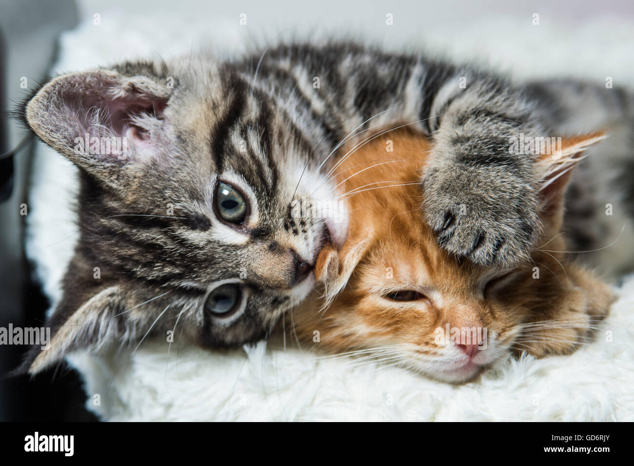 Deux chatons câlins Banque D'Images