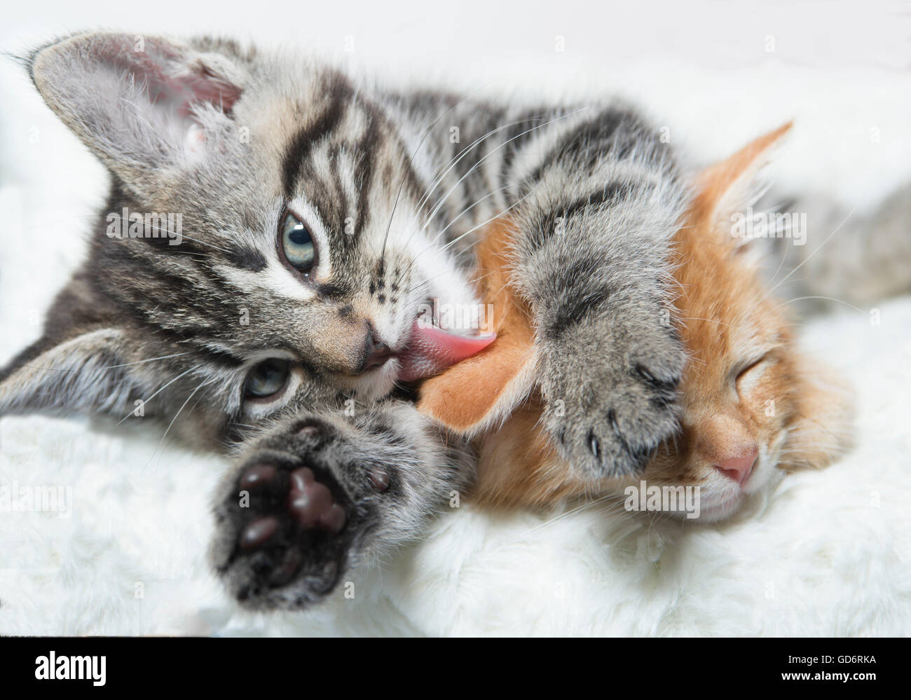Deux chatons câlins Banque D'Images