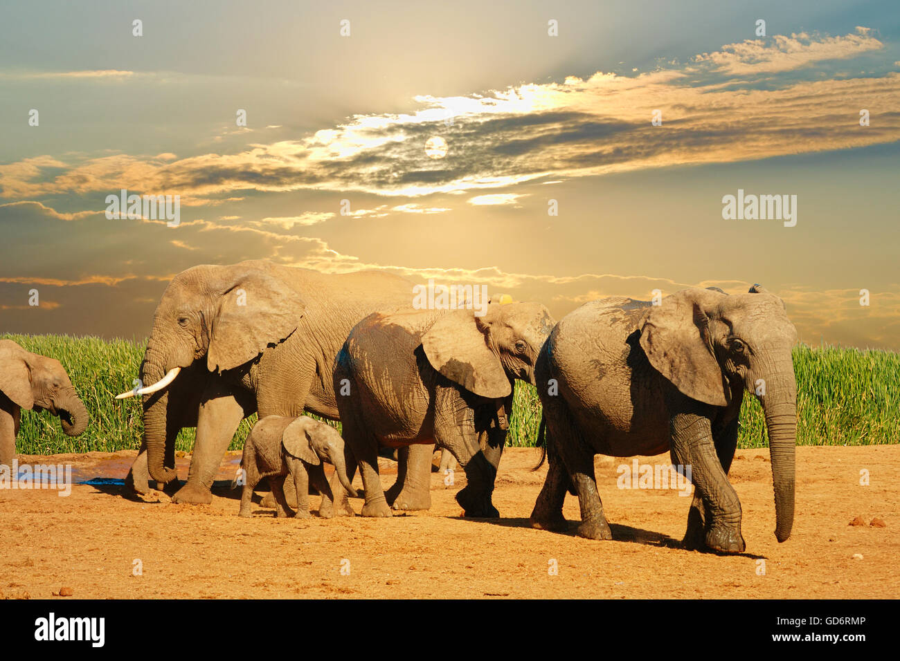 Troupeau d'éléphants d'Afrique, Loxodonta africana, marche et boire à Addo Elephant National Park, Afrique du Sud Banque D'Images