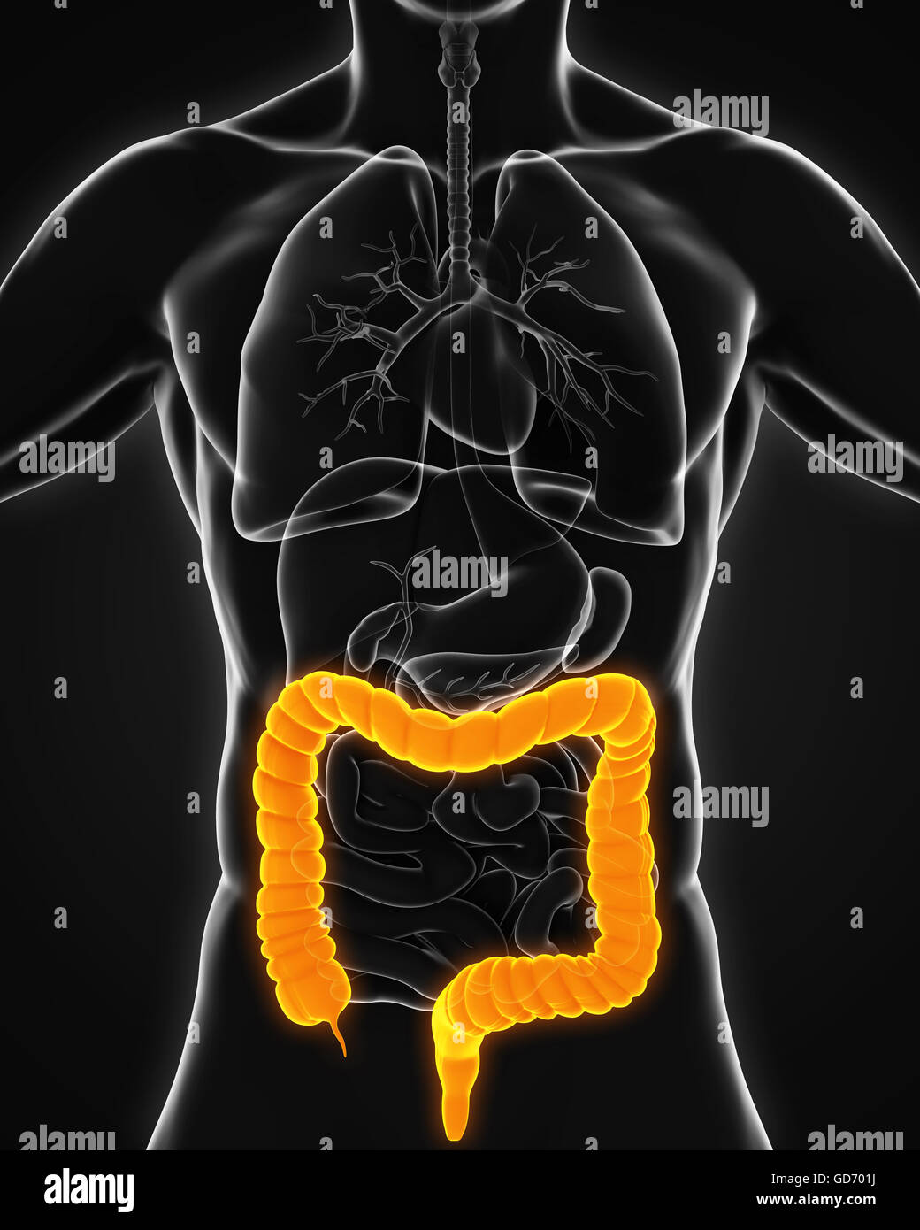 Colon humain Banque d'image et photos Alamy