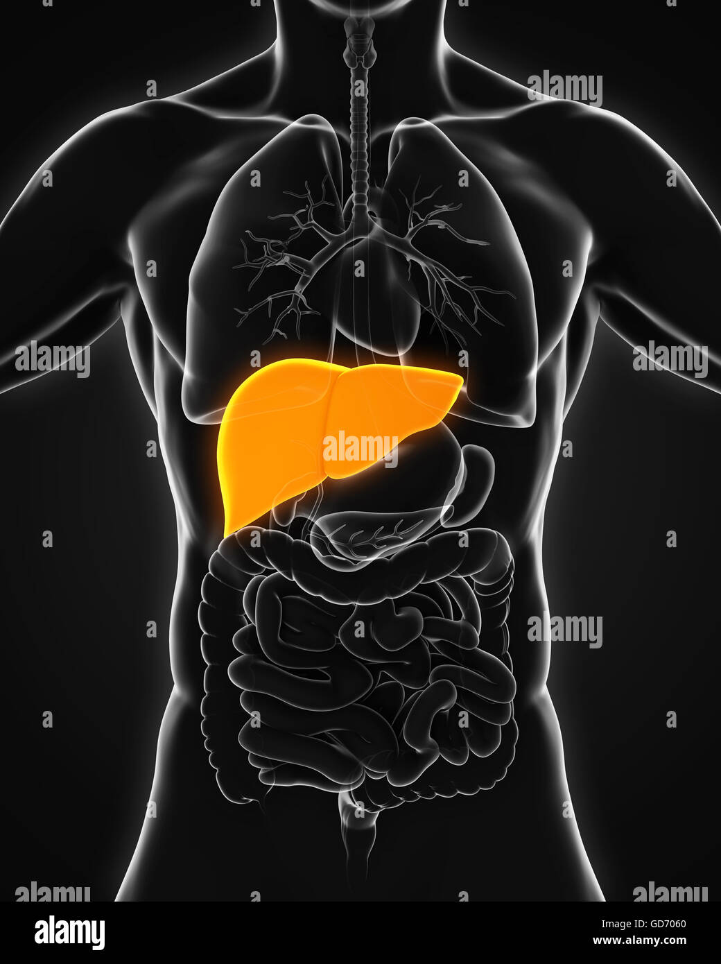 Anatomie du foie humain Banque D'Images