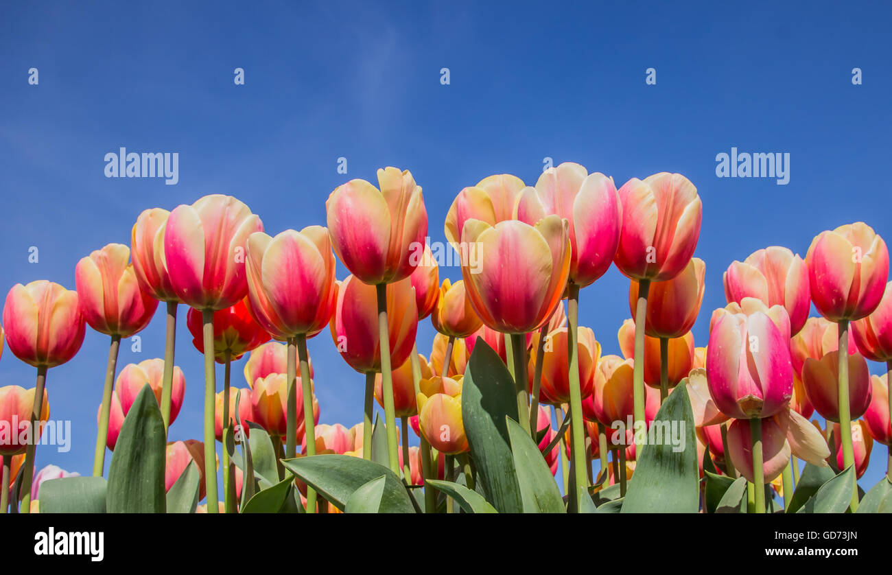 Tulipes roses et jaunes contre un ciel bleu au festival des tulipes à noordoostpolder Banque D'Images
