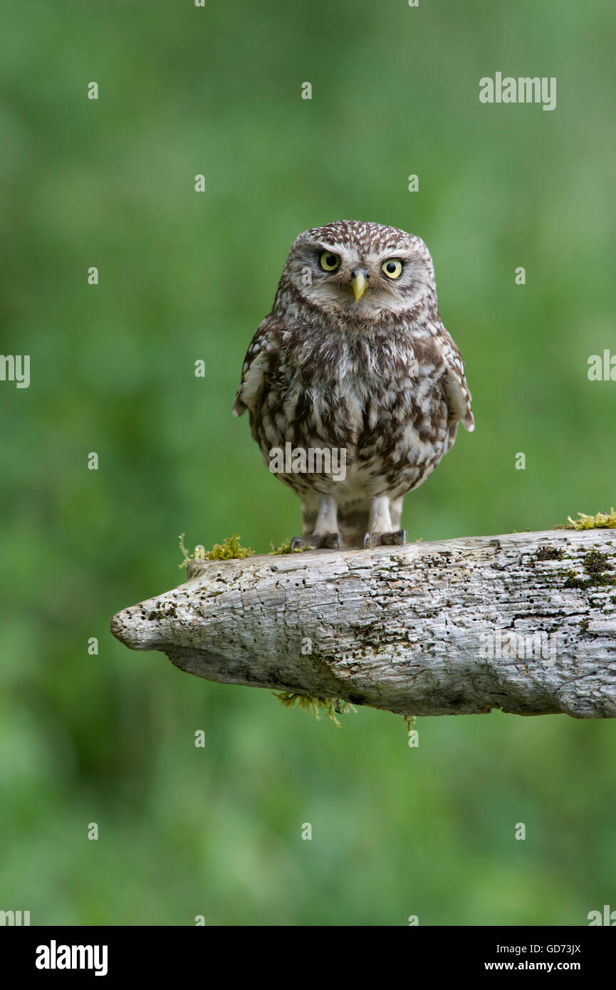 Un petit hibou (Athene noctua) perché sur la vieille pourriture escrime en terres agricoles dans la campagne du Yorkshire. Banque D'Images