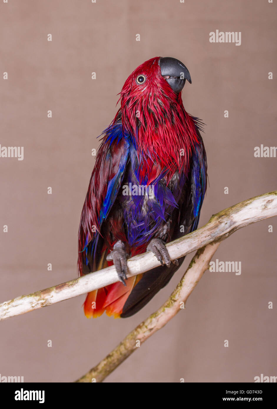 Shot vertical d'un perroquet Eclectus femelle humide sur une branche en bois naturel. Les perroquets Eclectus sont d'Australie. Banque D'Images