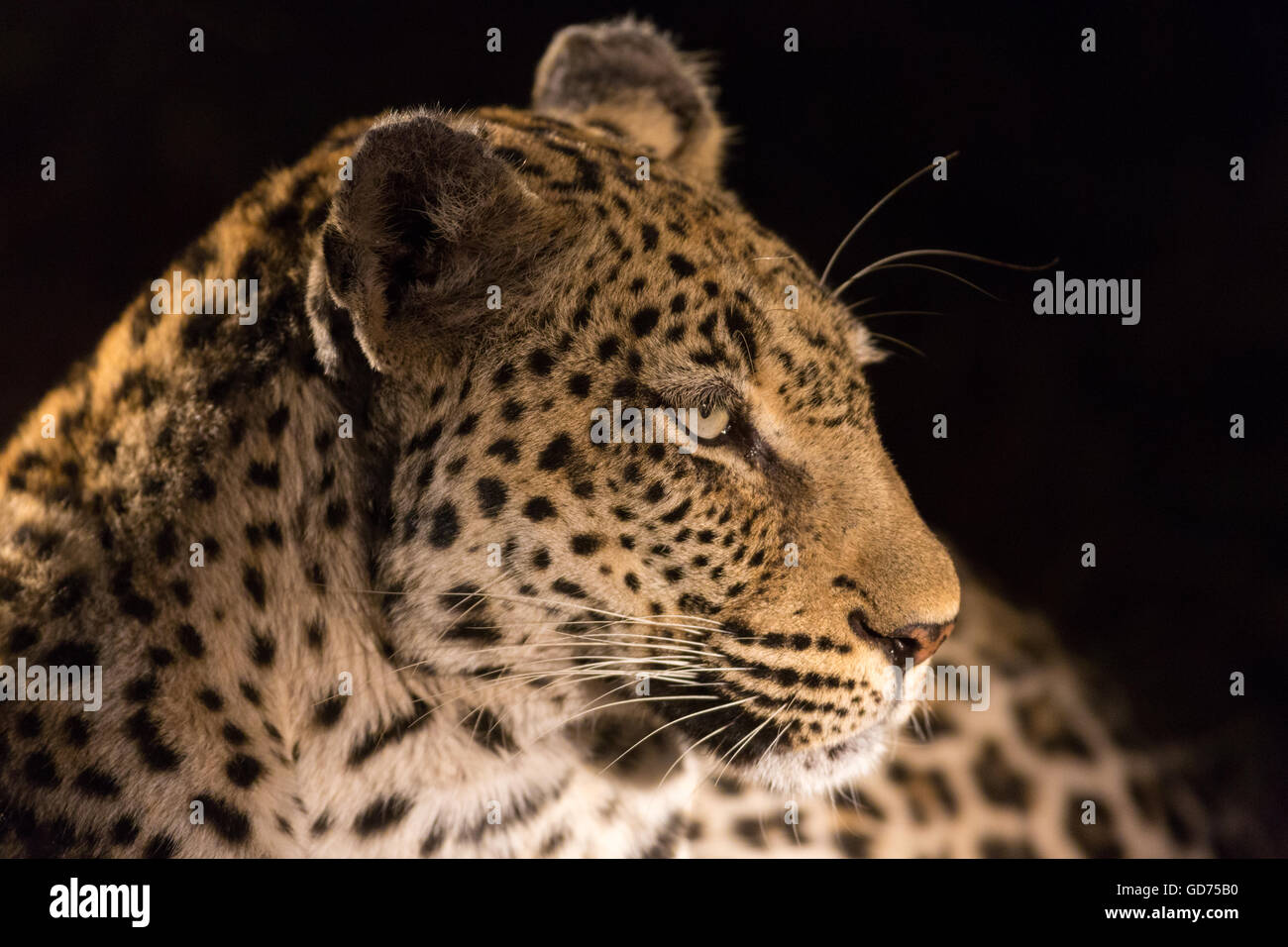 Leopard (Panthera pardus) la nuit, portrait, Timbavati Game Reserve, Afrique du Sud, l'Afrique Banque D'Images