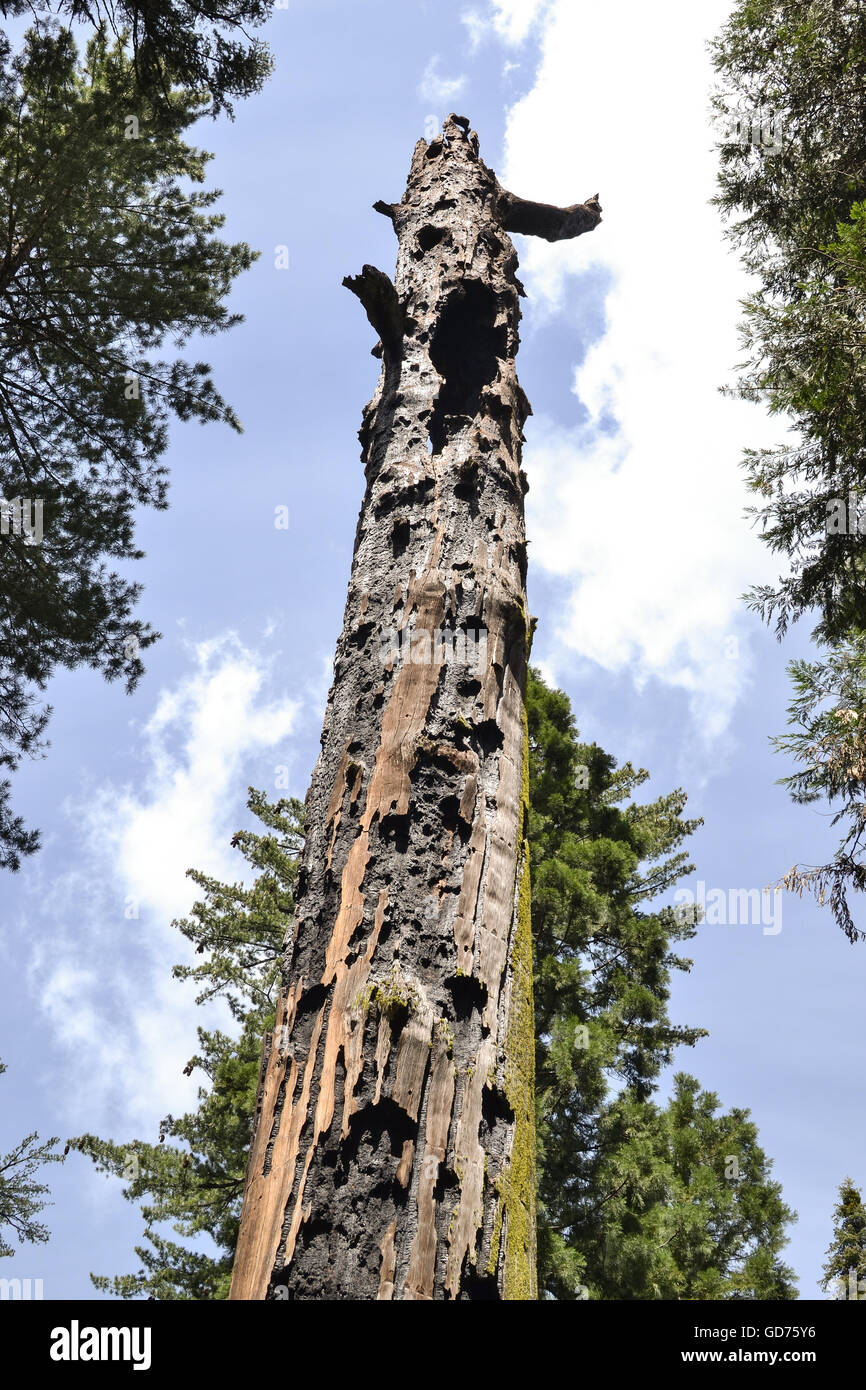 Mère de la forêt, un arbre séquoia mort au parc d'État Calaveras Big Trees Banque D'Images