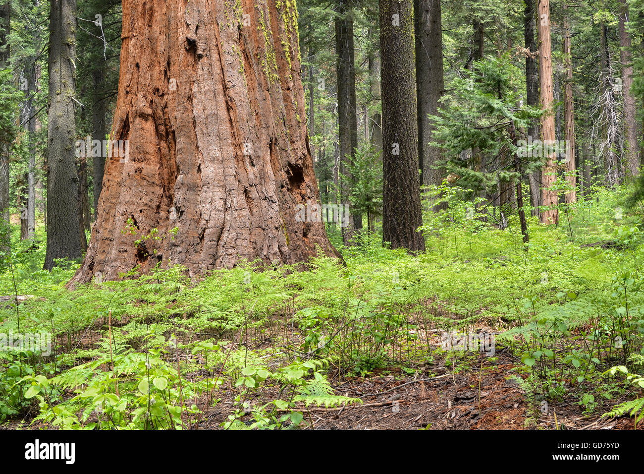 Sequoia grove au comté de grands arbres State Park, Californie, USA, l'affichage d'un séquoia géant et d'autres arbres de pin et de la fourrure Banque D'Images