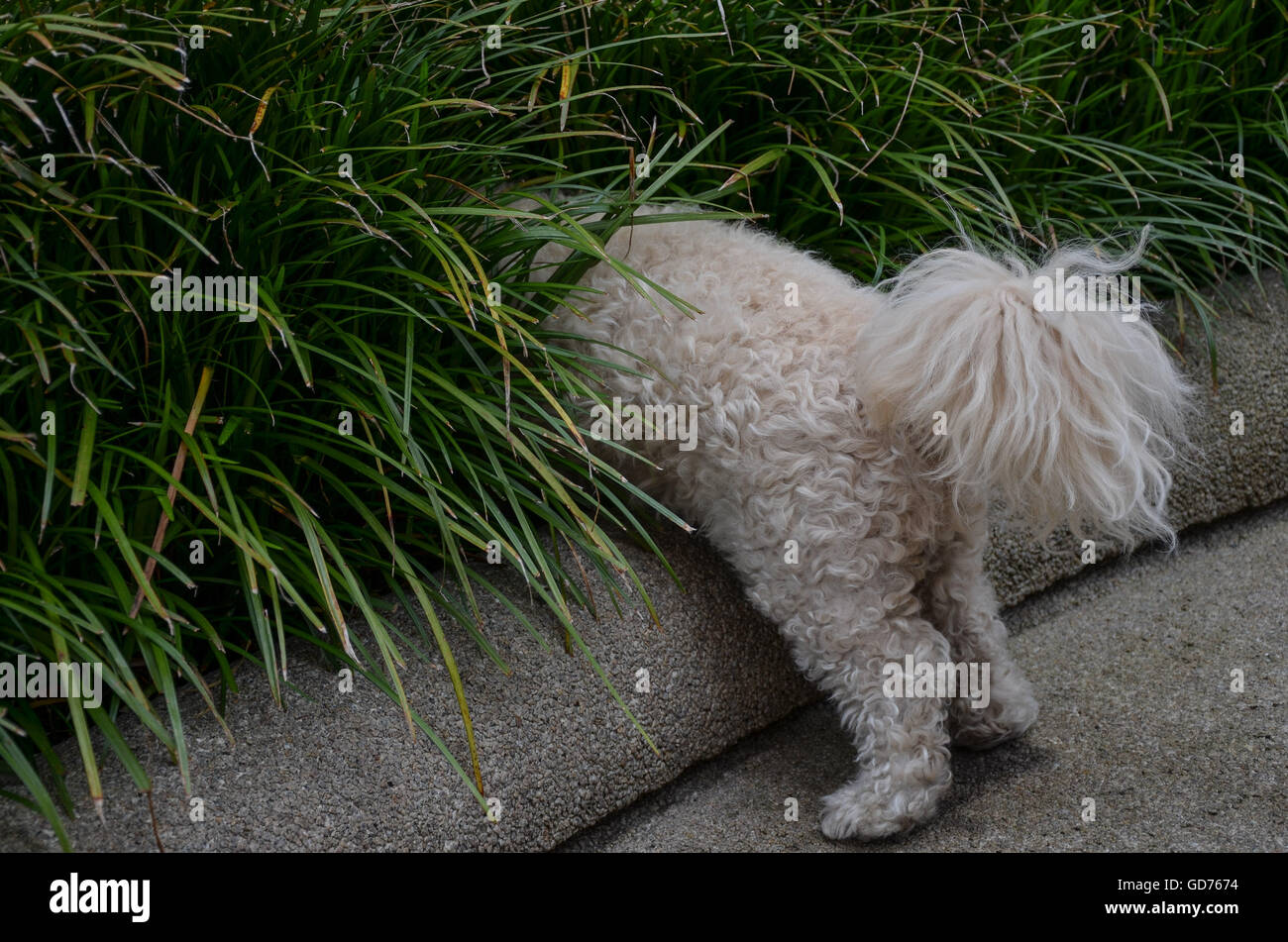 White poodle/ bichon mix, Buddy, enquêtant sur le shrubbéry à Portland, Oregon Banque D'Images