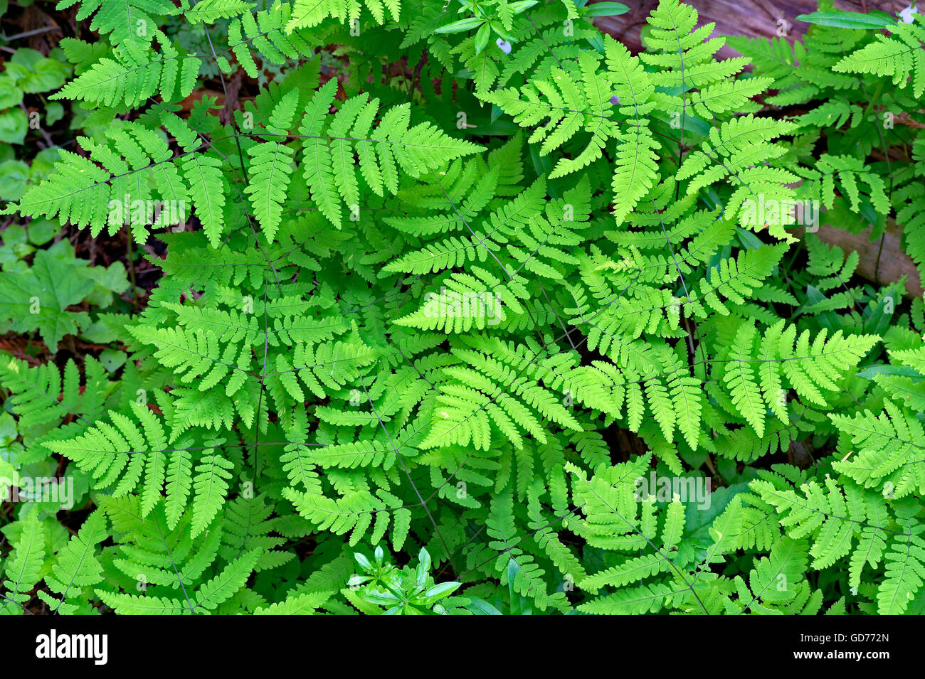 Fougeres Bebe Mt Revelstoke National Park Alberta Canada Photo Stock Alamy Fougeres Bebe Mt Revelstoke National Park Alberta Canada Photo Stock Alamy