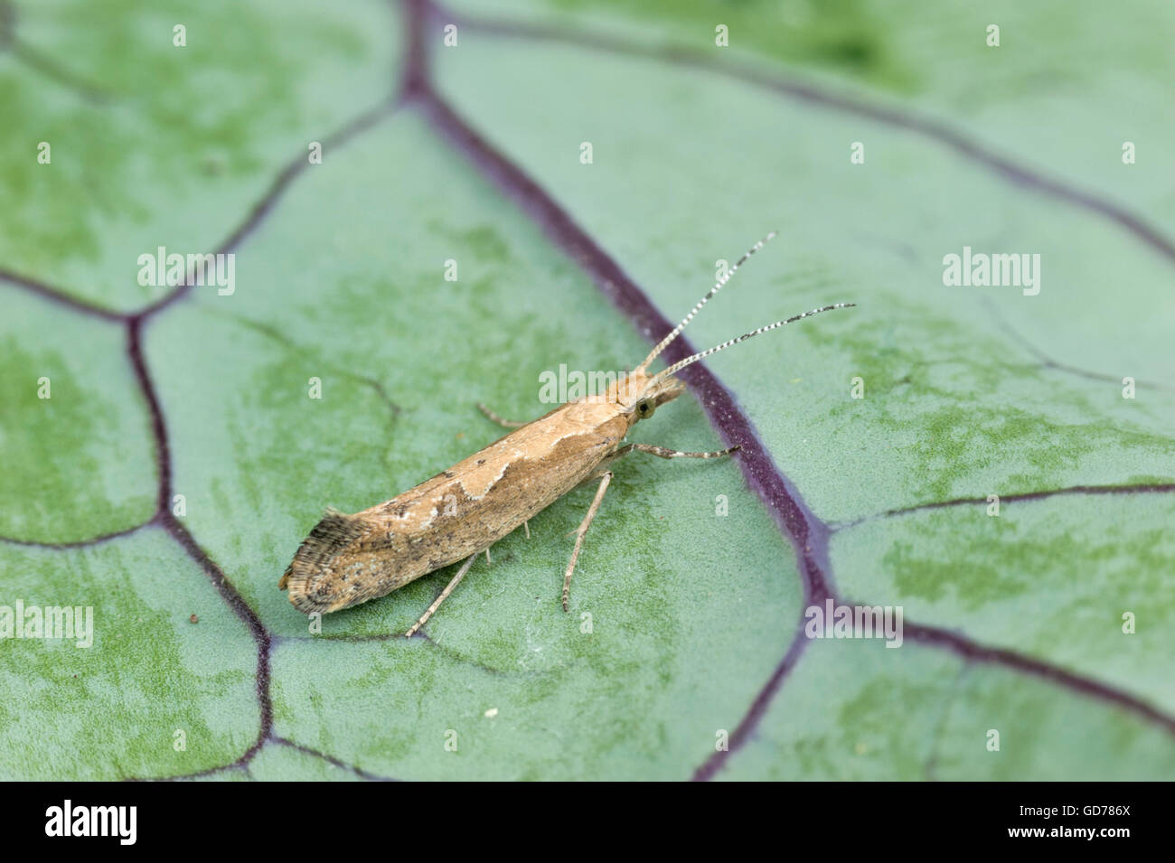 Espèce de chou aka teigne des crucifères (Plutella xylostella) Banque D'Images