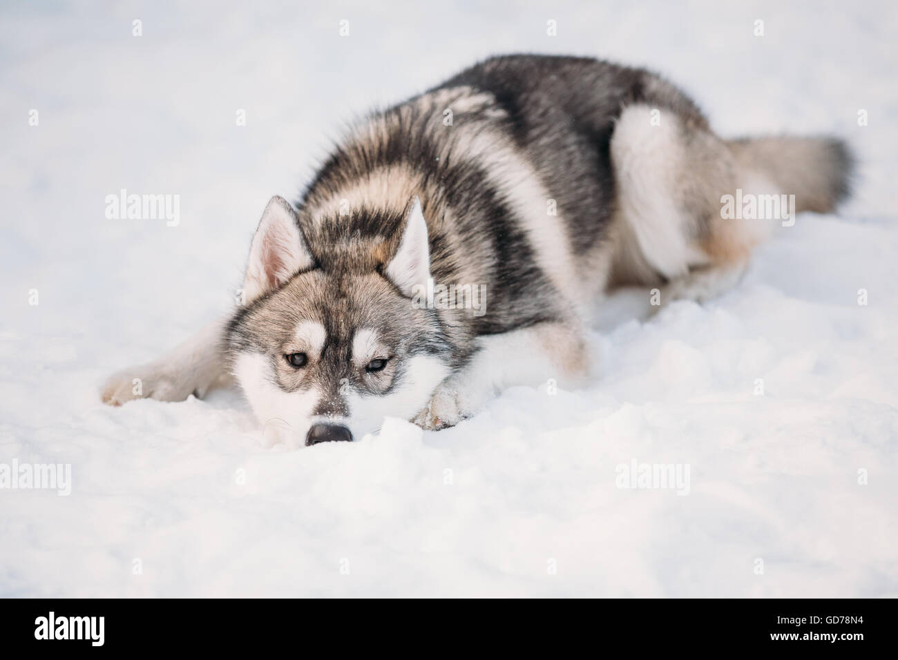 Funny jeune chiot Husky chien assis dans la neige. La saison d'hiver Banque D'Images