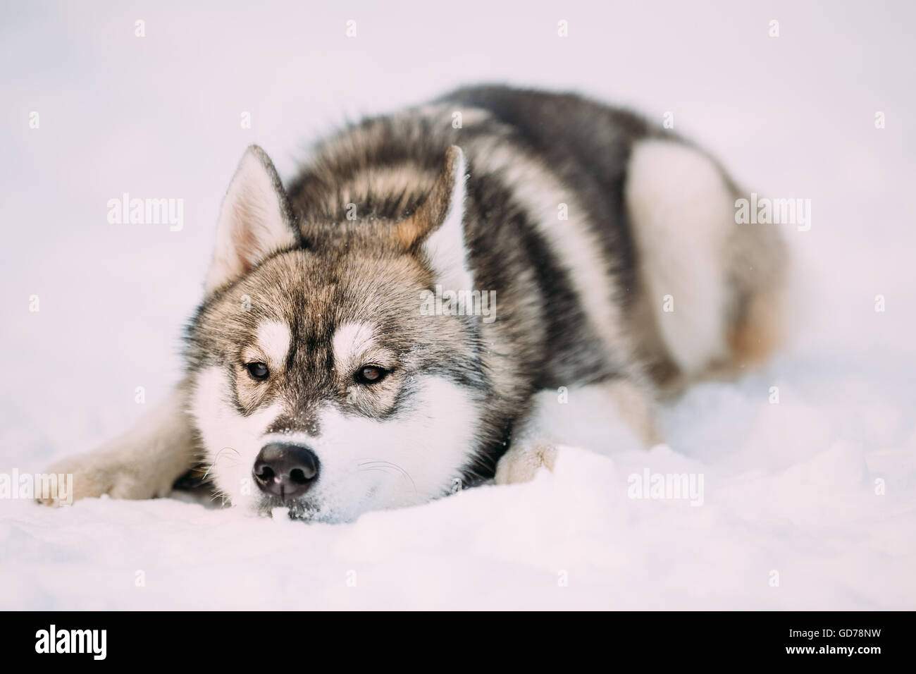 Jeune chiot Husky chien assis dans la neige. La saison d'hiver Banque D'Images