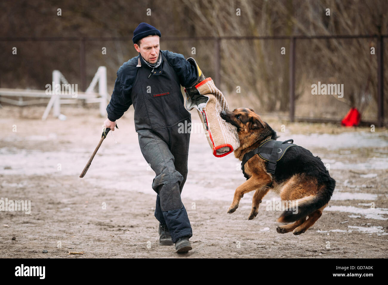 GOMEL, BÉLARUS - février, 20, 2016 : la formation de chien de berger allemand. Chien de mordre. Chien Loup d'Alsace. Deutscher, chien Banque D'Images