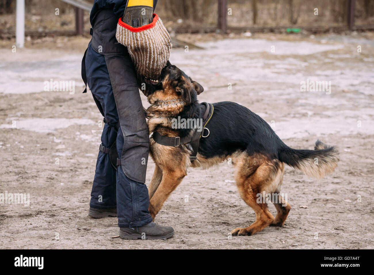Formation de chien de berger allemand. Morsures de chien loup d'Alsace. Banque D'Images