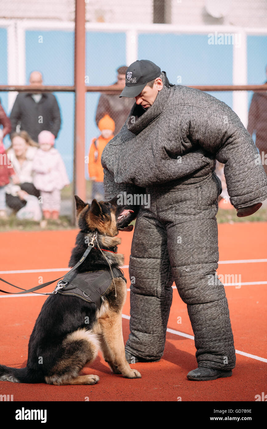 Gomel, Bélarus - 12 mars 2016 : la formation de chien de berger allemand. Chien de mordre. Chien Loup d'Alsace. Deutscher, chien Banque D'Images