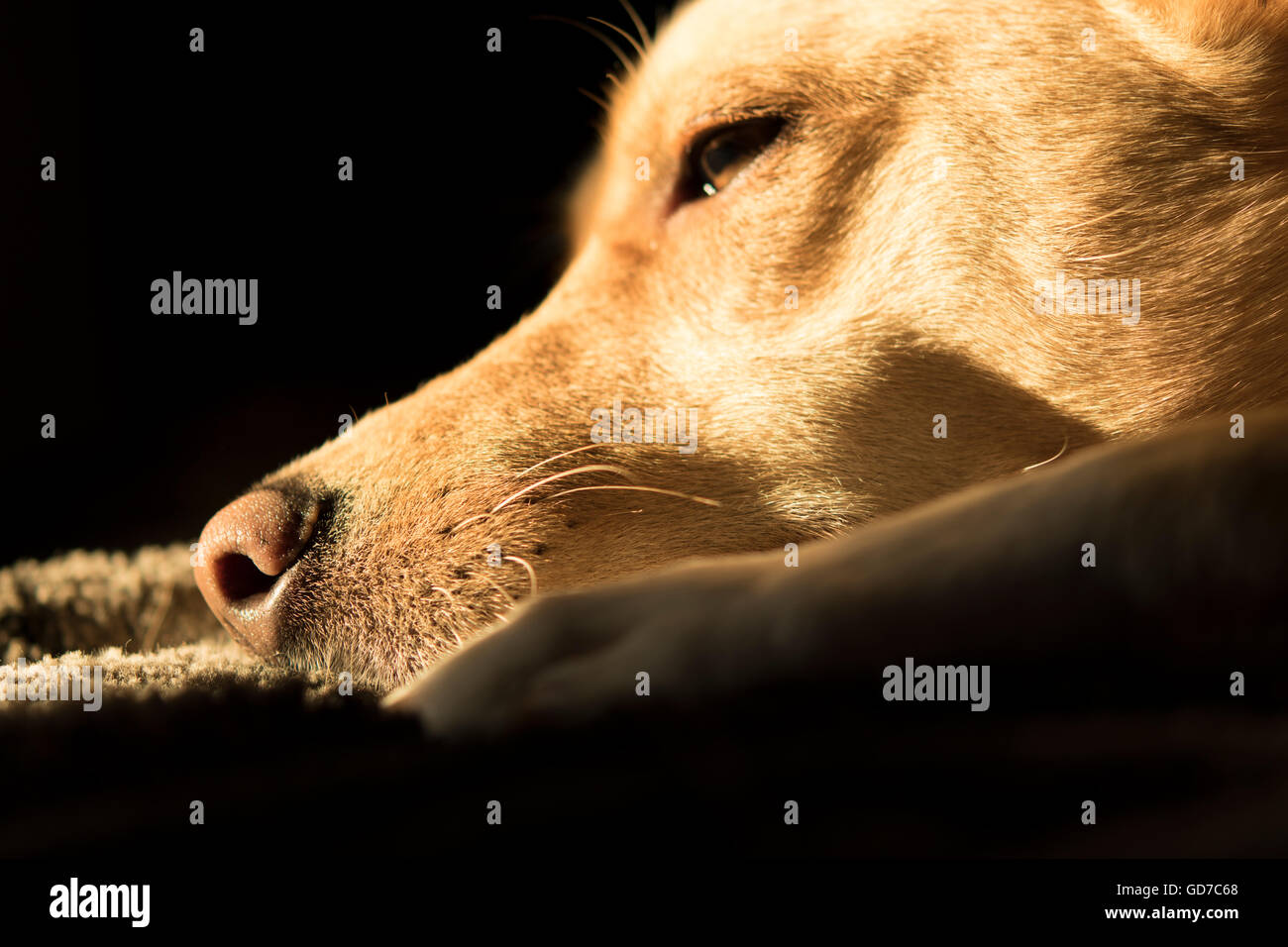 Close-up of Sleepy Dog Banque D'Images