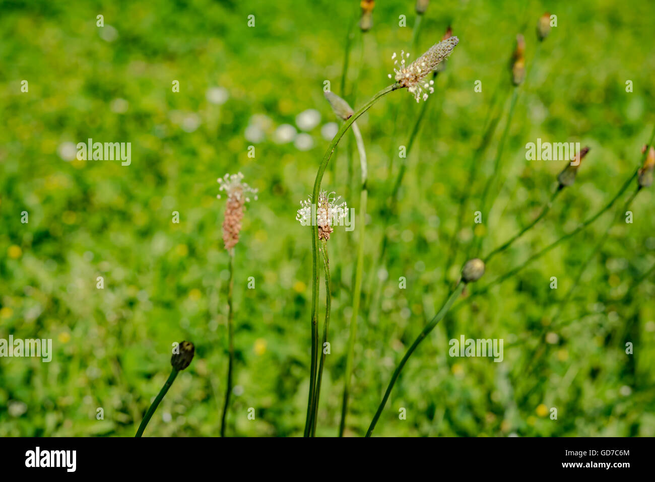 Spring Flower meadow Banque D'Images