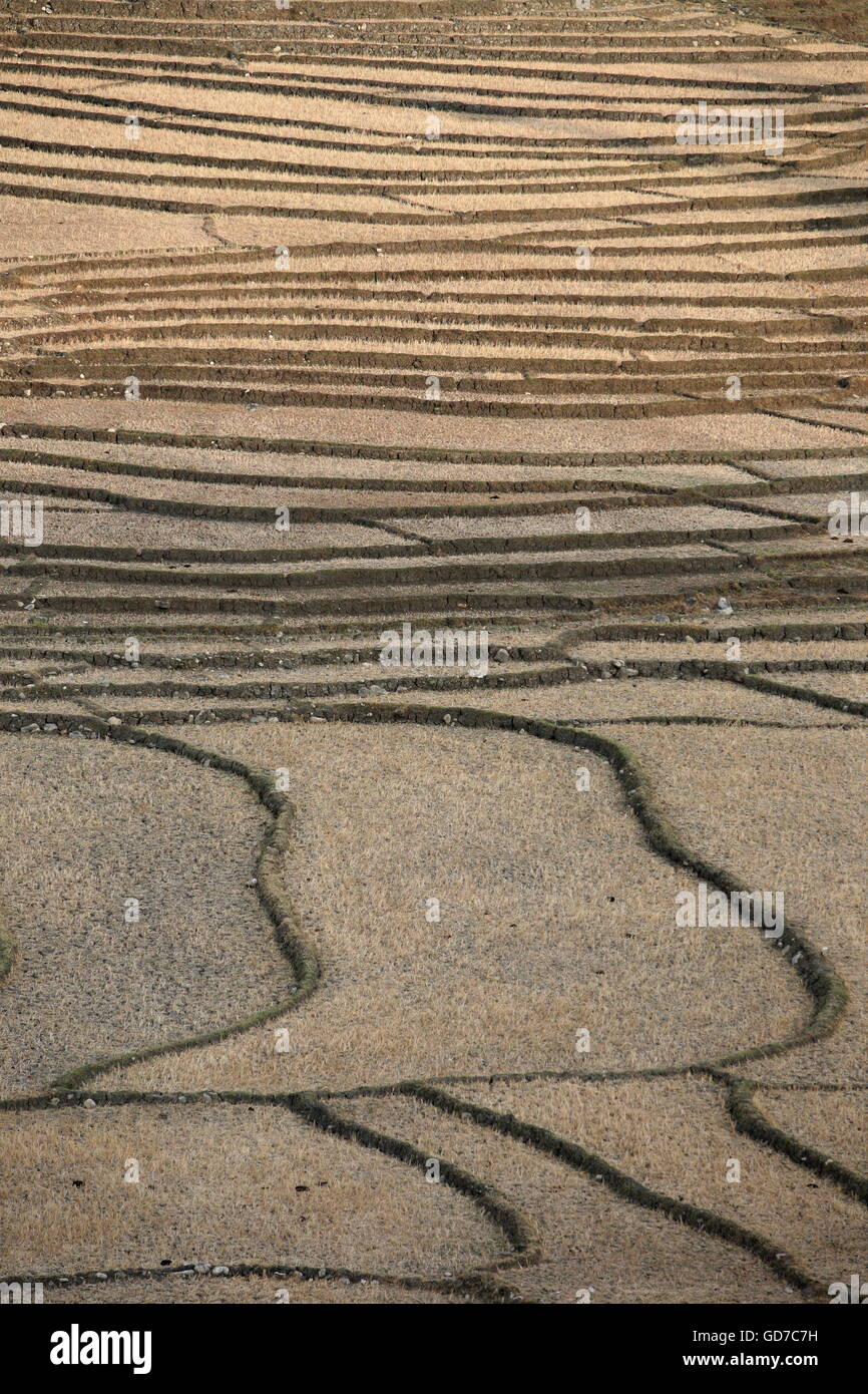 Le paysage et Ricefield près de la ville d'Loihuno dans l'est du Timor oriental en southeastasia. Banque D'Images