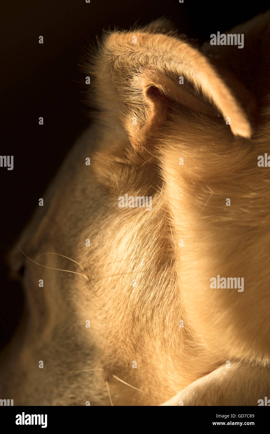 L'oreille de chien close up Banque D'Images