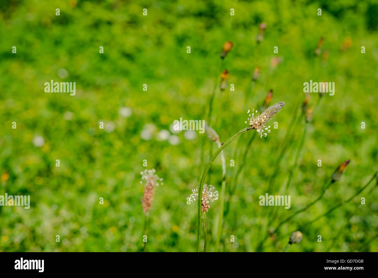Spring Flower meadow Banque D'Images