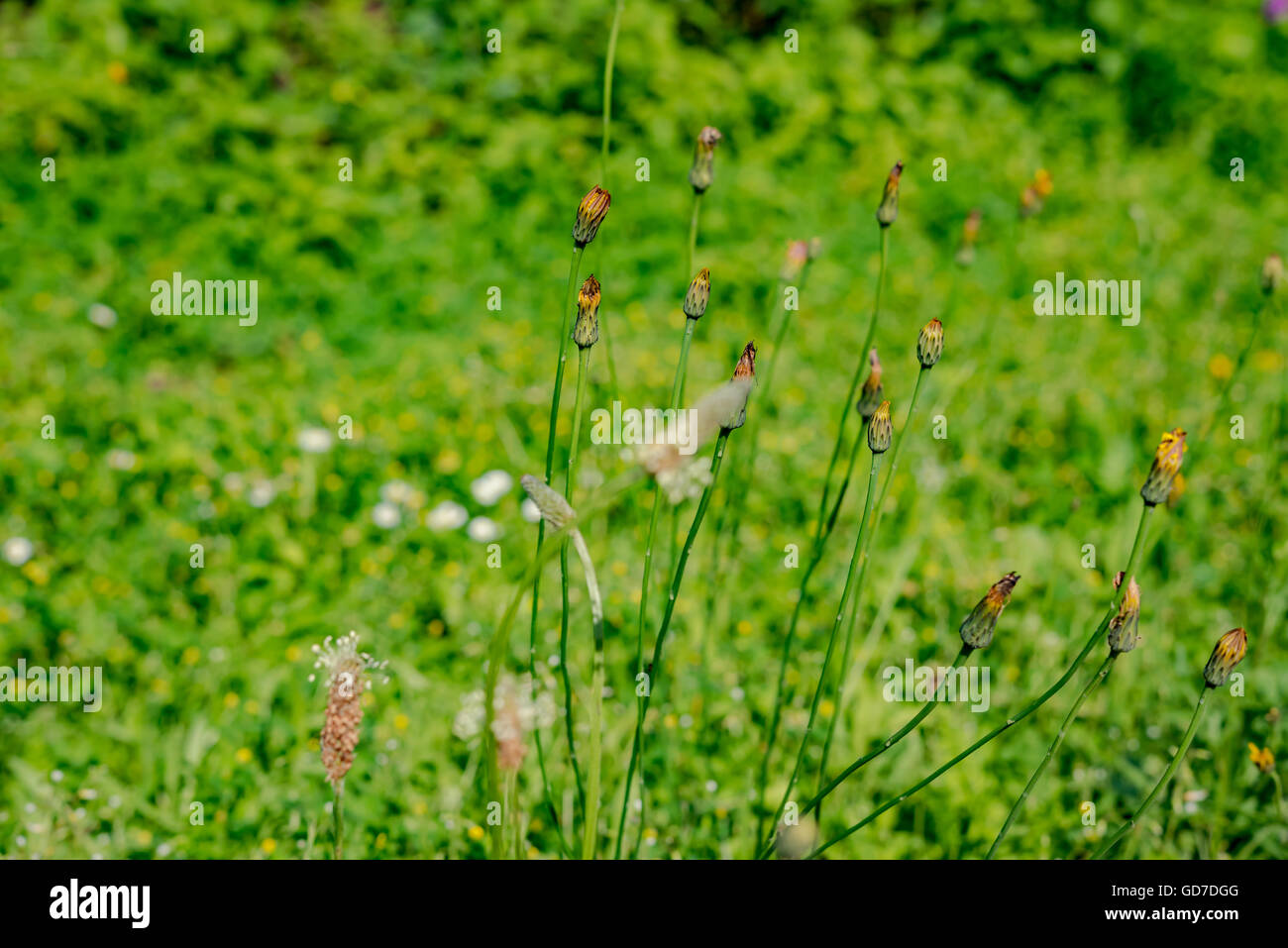 Spring Flower meadow Banque D'Images
